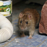 Infestations in Wheat Ridge